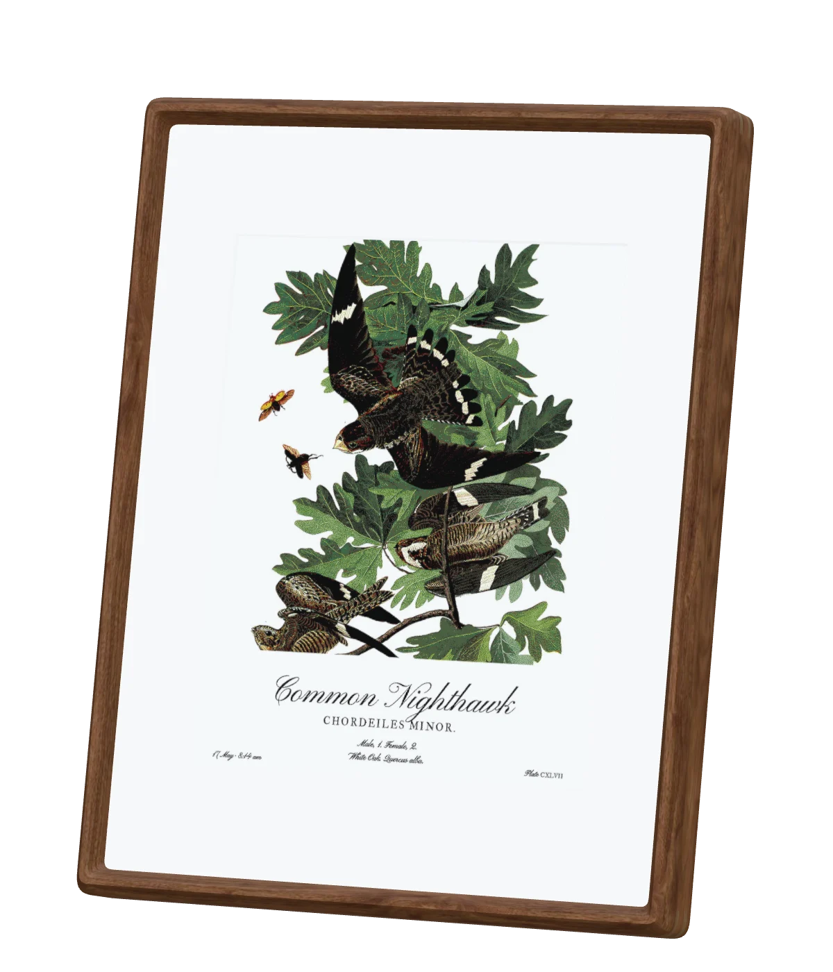 Featherframe, a walnut frame on its kickstand, showing Audubon’s Common Nighthawk