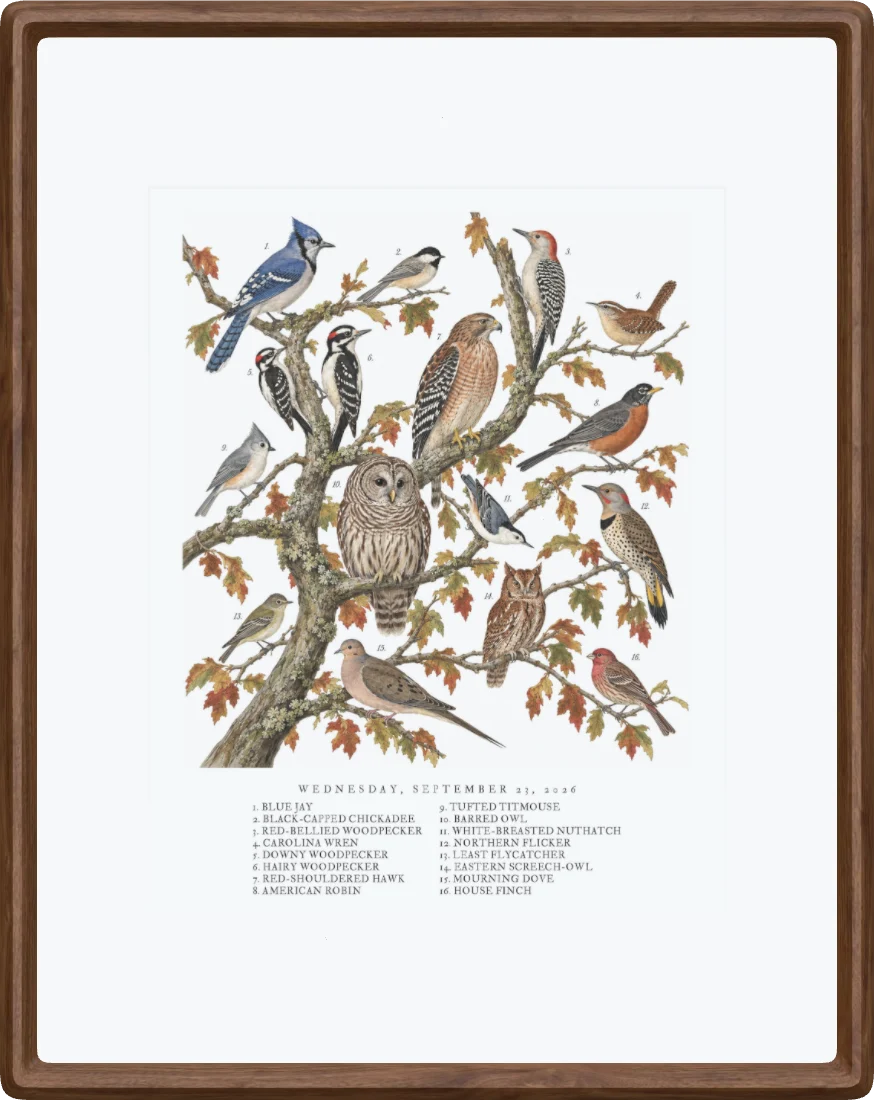 A collage painted by AI from the species heard on 23 September 2026