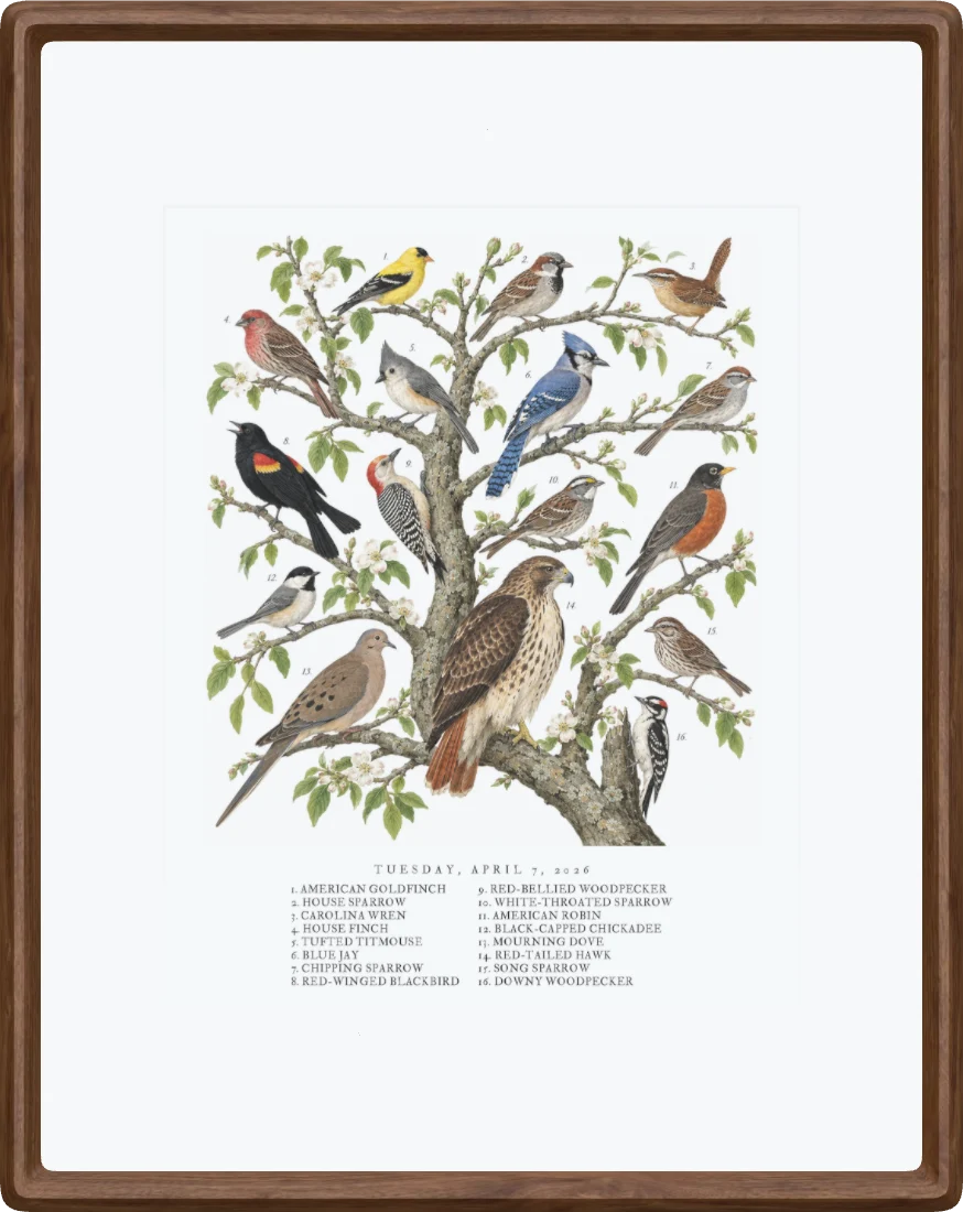 A collage painted by AI from the species heard on 7 April 2026