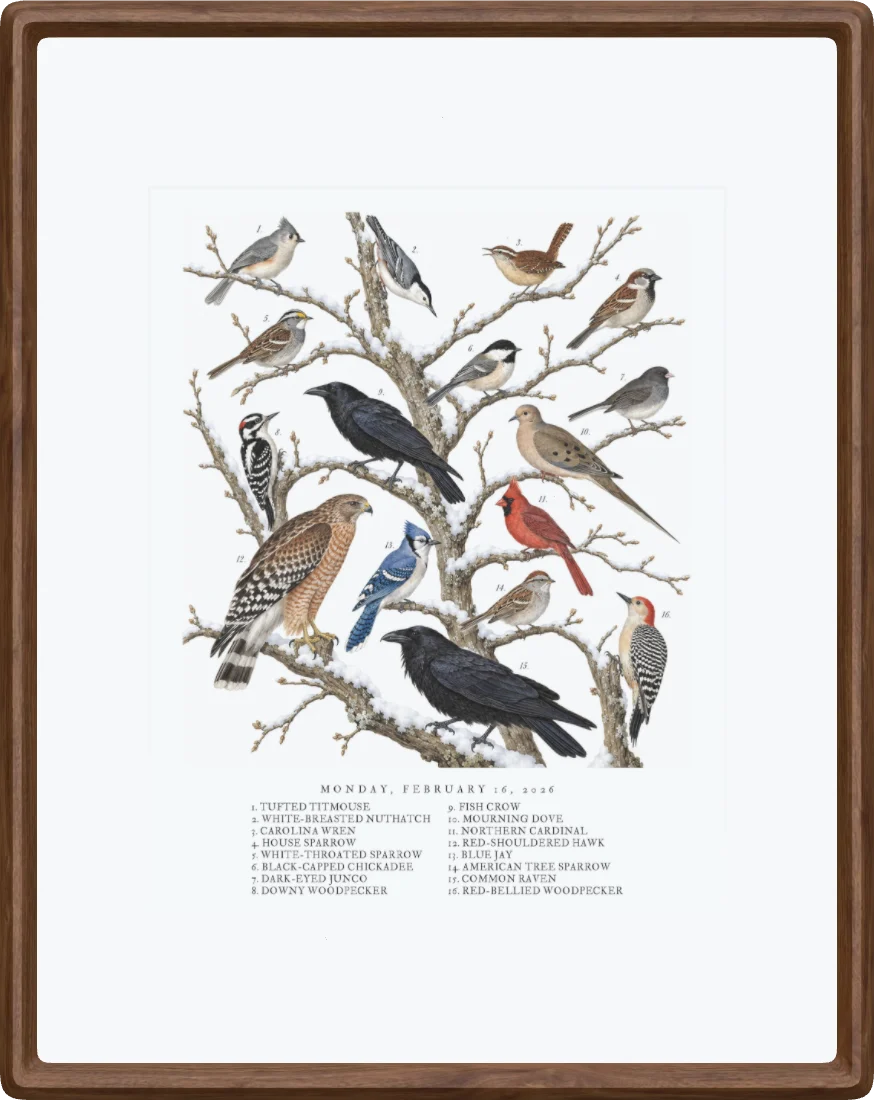 A collage painted by AI from the species heard on 16 February 2026