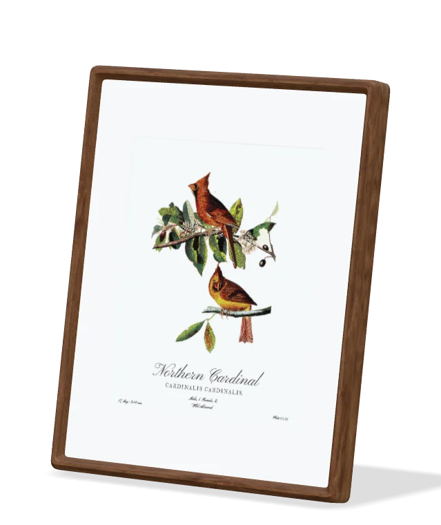 The frame showing the Northern Cardinal from The Birds of America